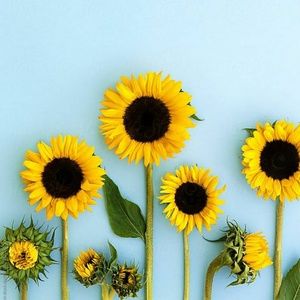 Meet your Posher, Mayra